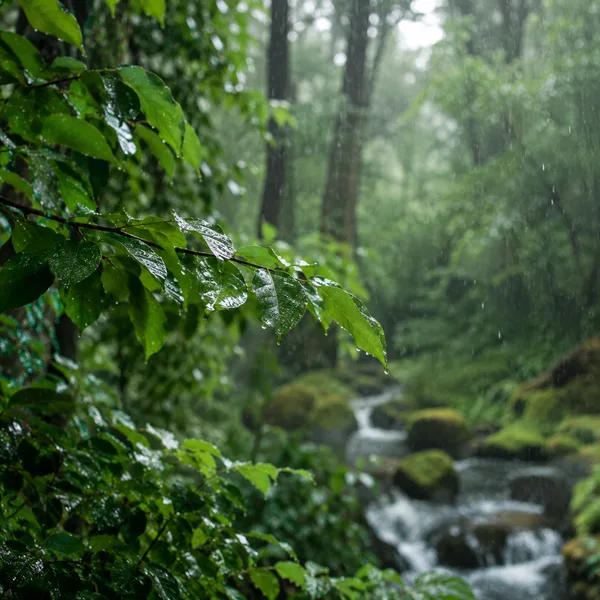 Forest Rain: Nature Ambient